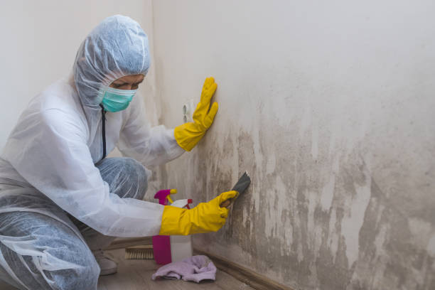 Biohazard Mold Removal in Chico, CA